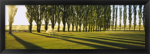 Framed Poplar Trees Near A Wheat Field, Twin Falls, Idaho, USA Print