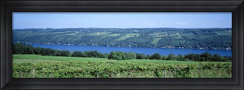 Framed Vineyard with a lake in the background, Keuka Lake, Finger Lakes, New York State, USA Print