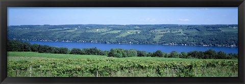 Framed Vineyard with a lake in the background, Keuka Lake, Finger Lakes, New York State, USA Print