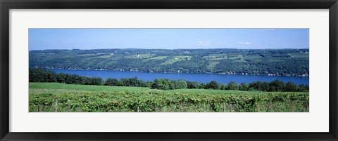 Framed Vineyard with a lake in the background, Keuka Lake, Finger Lakes, New York State, USA Print