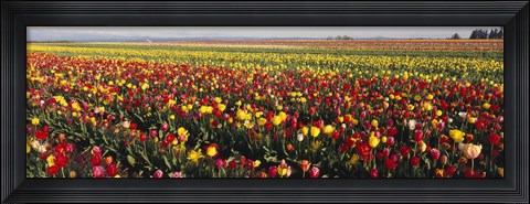 Framed Tulip Field, Willamette Valley, Oregon, USA Print