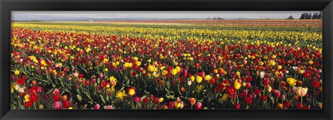 Framed Tulip Field, Willamette Valley, Oregon, USA Print