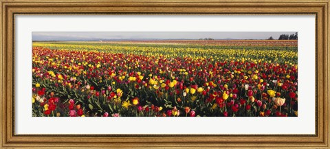 Framed Tulip Field, Willamette Valley, Oregon, USA Print