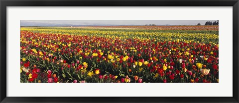 Framed Tulip Field, Willamette Valley, Oregon, USA Print