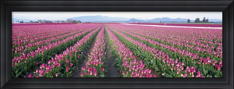 Framed Tulip Fields, Skagit County, Washington State, USA Print
