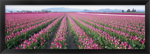 Framed Tulip Fields, Skagit County, Washington State, USA Print