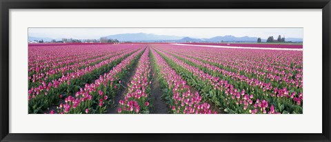 Framed Tulip Fields, Skagit County, Washington State, USA Print