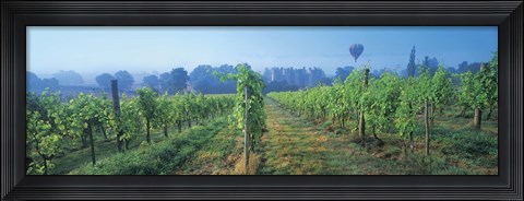Framed UK, Great Britain, Sussex, Vineyard and hot air balloon Print