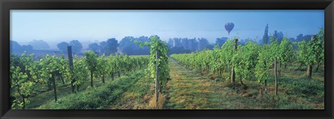 Framed UK, Great Britain, Sussex, Vineyard and hot air balloon Print