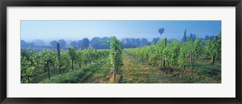 Framed UK, Great Britain, Sussex, Vineyard and hot air balloon Print