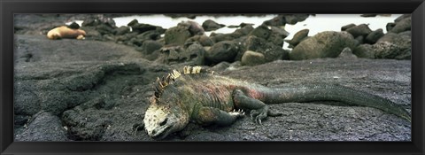 Framed Marine Iguana Galapagos Islands Print