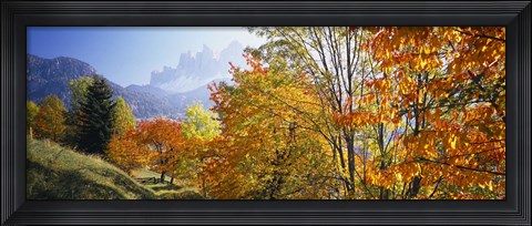 Framed High angle view of trees in a forest, Geisler mountain group, Dolomites, Italy Print