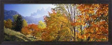 Framed High angle view of trees in a forest, Geisler mountain group, Dolomites, Italy Print