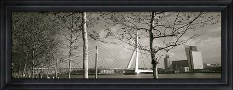 Framed Bridge Over A River, Erasmus Bridge, Rotterdam, Netherlands Print