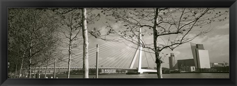 Framed Bridge Over A River, Erasmus Bridge, Rotterdam, Netherlands Print