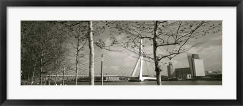 Framed Bridge Over A River, Erasmus Bridge, Rotterdam, Netherlands Print
