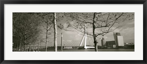 Framed Bridge Over A River, Erasmus Bridge, Rotterdam, Netherlands Print