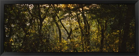 Framed Sunset over a forest, Monteverde Cloud Forest, Costa Rica Print