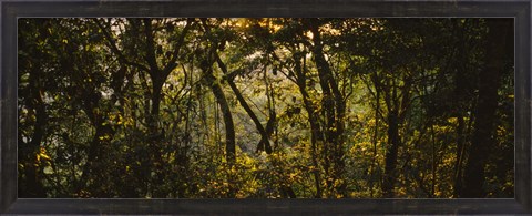 Framed Sunset over a forest, Monteverde Cloud Forest, Costa Rica Print