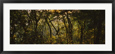 Framed Sunset over a forest, Monteverde Cloud Forest, Costa Rica Print