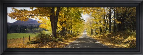 Framed Trees on both sides of a road, Danby, Vermont, USA Print