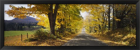 Framed Trees on both sides of a road, Danby, Vermont, USA Print