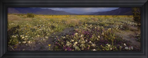 Framed High angle view of wildflowers in a landscape, Anza-Borrego Desert State Park, California, USA Print
