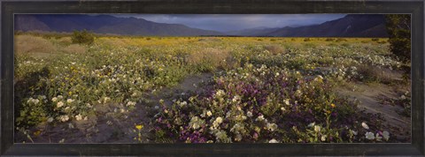 Framed High angle view of wildflowers in a landscape, Anza-Borrego Desert State Park, California, USA Print