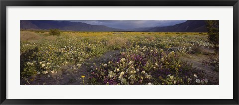 Framed High angle view of wildflowers in a landscape, Anza-Borrego Desert State Park, California, USA Print