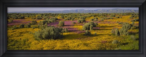 Framed High Angle View Of Wildflowers In A Landscape, Santa Rosa, Sonoma Valley, California, USA Print