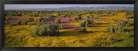 Framed High Angle View Of Wildflowers In A Landscape, Santa Rosa, Sonoma Valley, California, USA Print