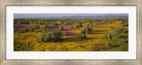 Framed High Angle View Of Wildflowers In A Landscape, Santa Rosa, Sonoma Valley, California, USA Print