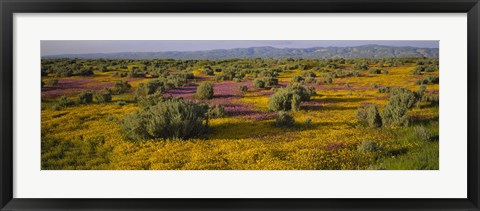 Framed High Angle View Of Wildflowers In A Landscape, Santa Rosa, Sonoma Valley, California, USA Print