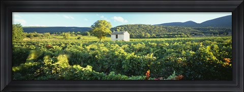 Framed Vineyard Provence France Print