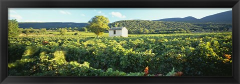 Framed Vineyard Provence France Print