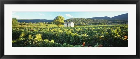 Framed Vineyard Provence France Print