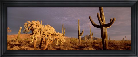 Framed Low angle view of Saguaro cacti on a landscape, Organ Pipe Cactus National Monument, Arizona, USA Print