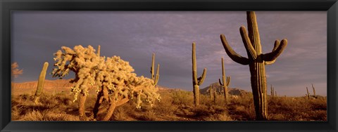 Framed Low angle view of Saguaro cacti on a landscape, Organ Pipe Cactus National Monument, Arizona, USA Print