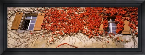 Framed Germany, Tuebingen, Red leaves grown on the walls Print