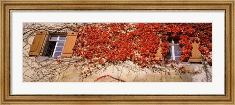 Framed Germany, Tuebingen, Red leaves grown on the walls Print