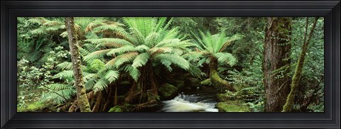 Framed Rainforest, Mt. Field National Park, Tasmania, Australia Print