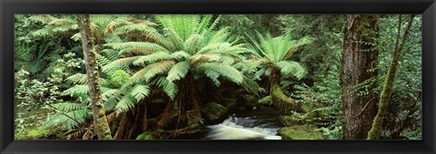 Framed Rainforest, Mt. Field National Park, Tasmania, Australia Print