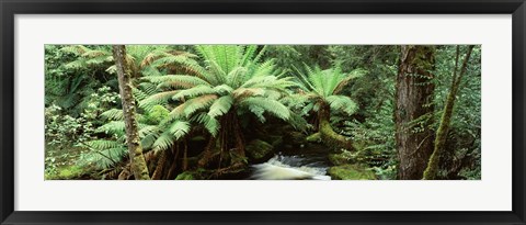 Framed Rainforest, Mt. Field National Park, Tasmania, Australia Print