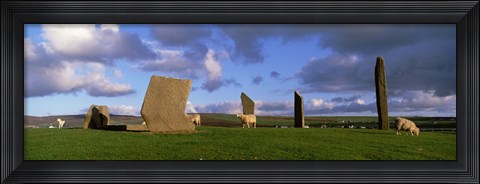 Framed Sheep, Stones Of Stenness, Orkney Islands, Scotland, United Kingdom Print