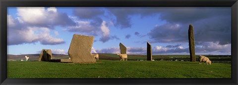 Framed Sheep, Stones Of Stenness, Orkney Islands, Scotland, United Kingdom Print