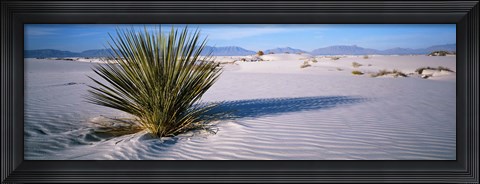 Framed Plant in the White Sands National Monument, New Mexico Print