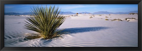 Framed Plant in the White Sands National Monument, New Mexico Print