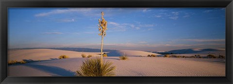 Framed Shrubs in the desert, White Sands National Monument, New Mexico, USA Print