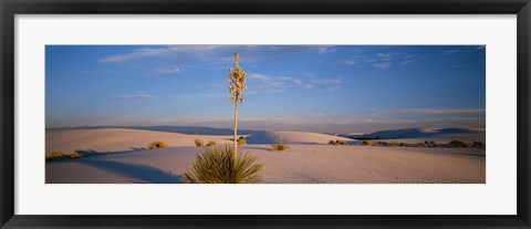 Framed Shrubs in the desert, White Sands National Monument, New Mexico, USA Print