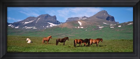 Framed Horses in Borgarfjordur, Iceland Print